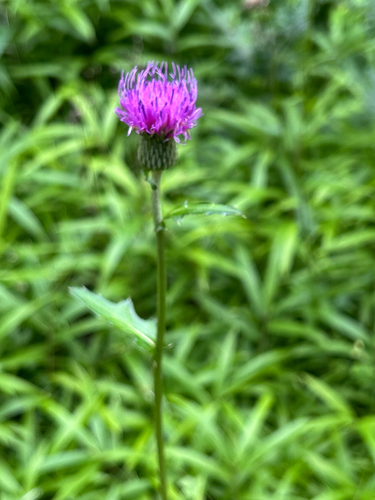 Cirsium japonicum japonicum