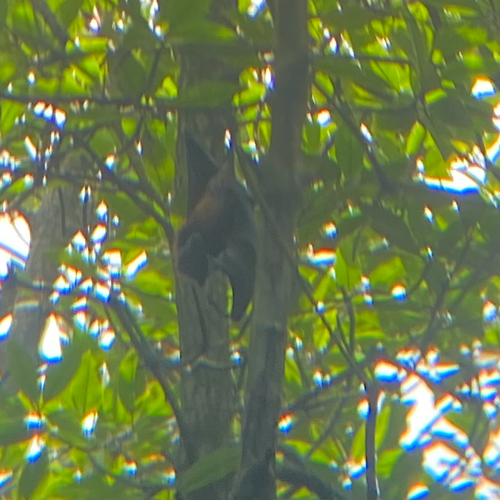 Large Flying-fox