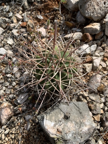Melocactus caroli-linnaei