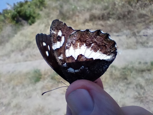 Great Banded Grayling