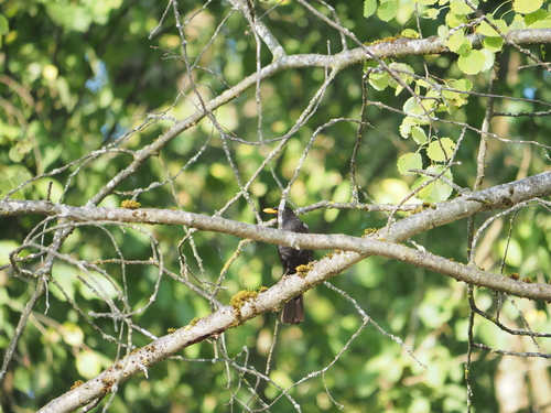 Amsel