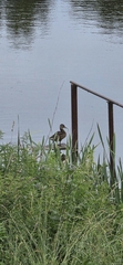 Mallard