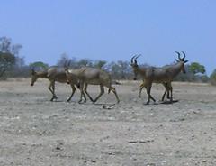 Alcelaphus buselaphus major