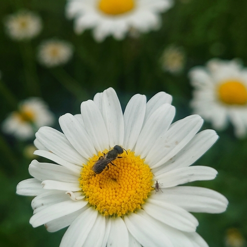 Ants, Bees, Wasps, and Sawflies