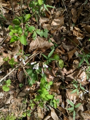 Cardamine diphylla