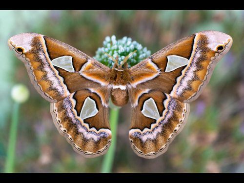 Cincta Silk Moth