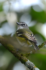 Vireo solitarius