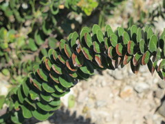 Arctostaphylos confertiflora