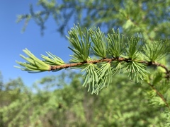 Larix laricina