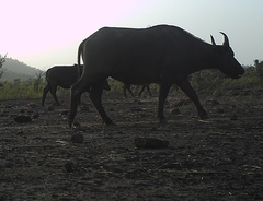 Syncerus caffer brachyceros