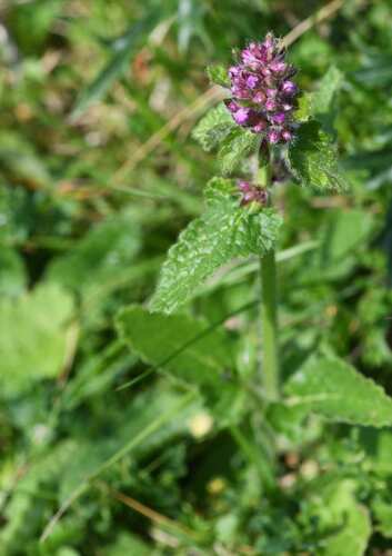 Betonica hirsuta (Betonica hirsuta)