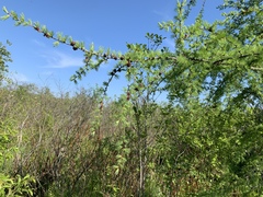 Larix laricina