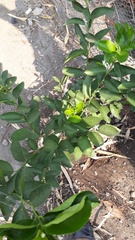 Citrus × latifolia