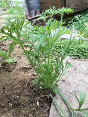 Eschscholzia californica