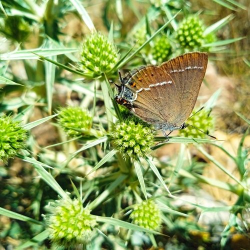 Blue-spot Hairstreak