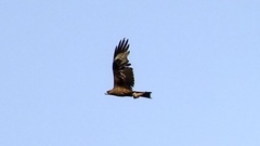 Black Kite