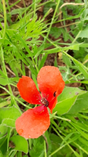 Papaver dubium image