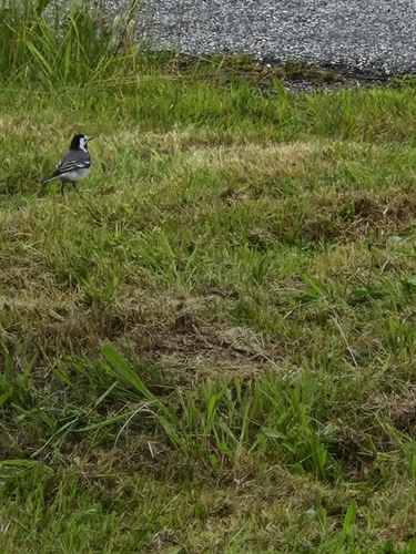 White Wagtail
