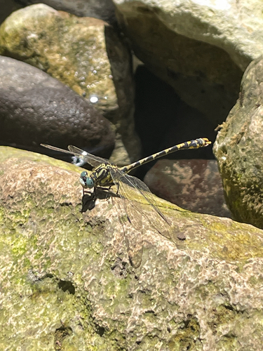 Large Pincertail