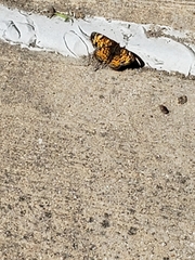 Phyciodes tharos
