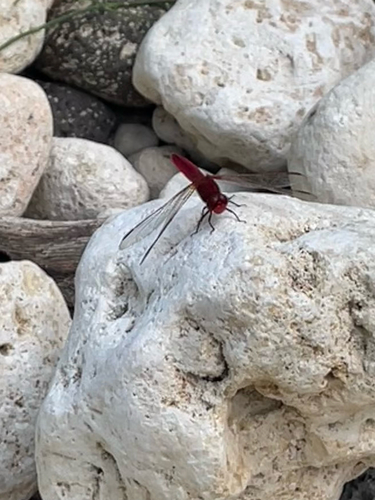 Broad Scarlet