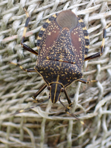 Yellow-spotted Stink Bug
