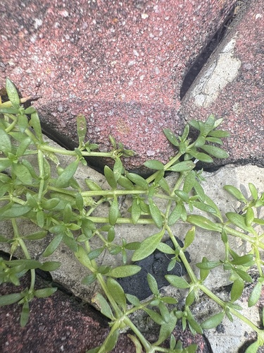 Dentella repens observed 2026-06-30