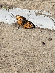 Phyciodes tharos