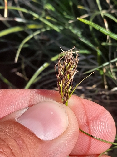 Carex curvula, photograph 6