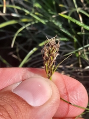 Carex curvula, photograph (c) Flavien Saboureau, some rights reserved (CC BY)