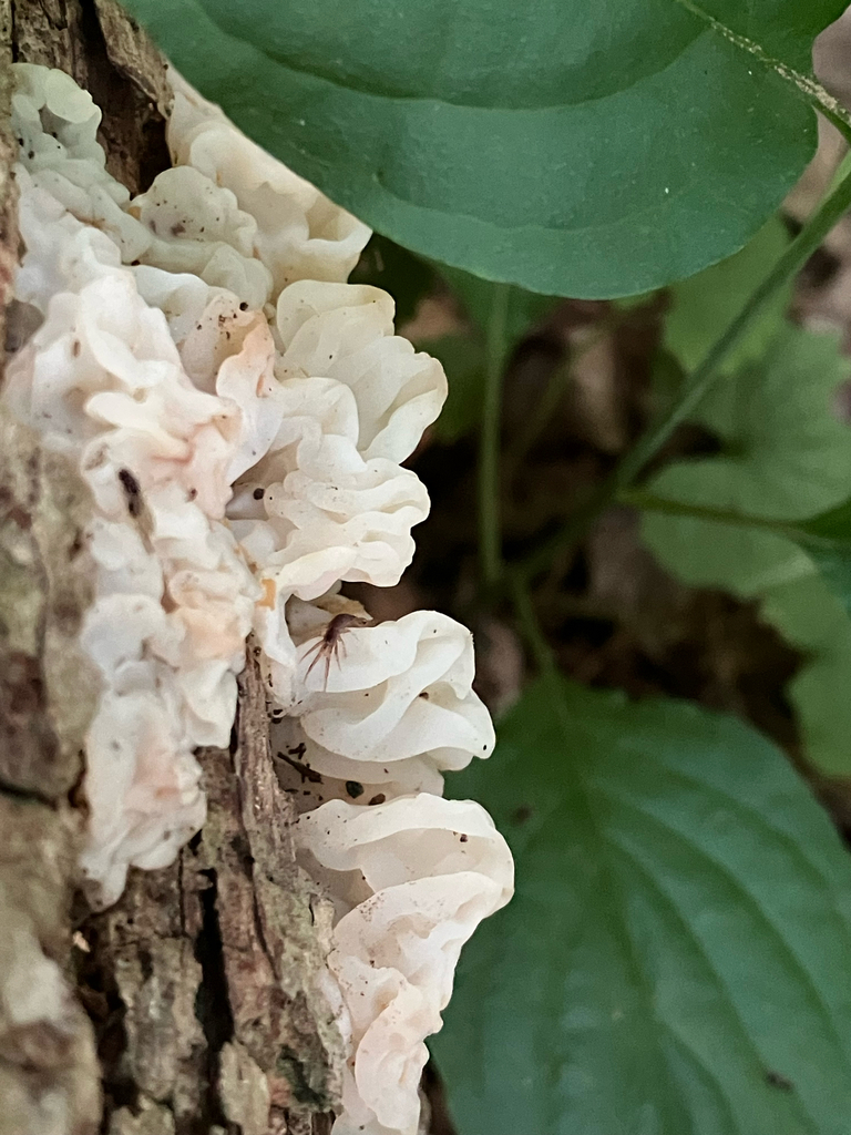 white jelly fungus · June 2026 · photo: Photo: (c) schlenjs, some rights reserved (CC BY) · iNaturalist