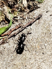 Camponotus pennsylvanicus