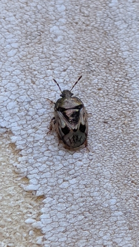 Crocistethus waltlianus