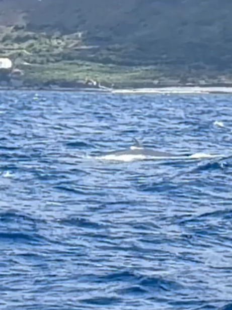 Balaenoptera edeni