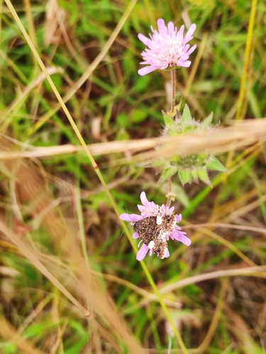 Four-spotted Moth