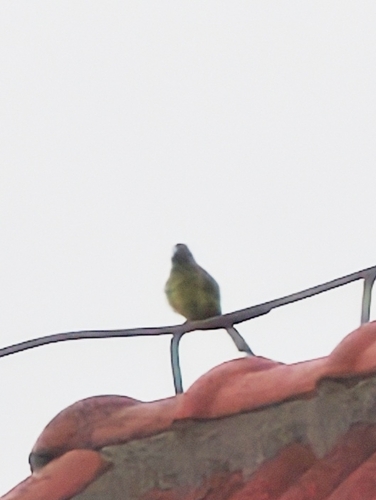 Collared Finchbill