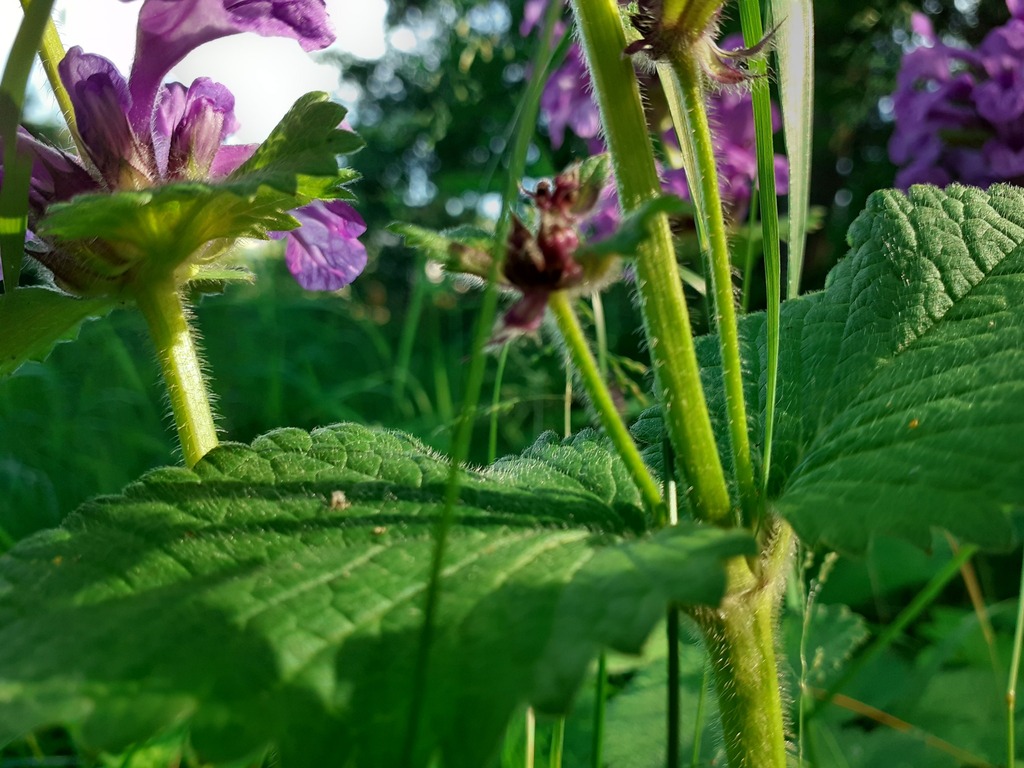 Betonica macrantha; photograph (c) qvaak, some rights reserved (CC BY-SA)
