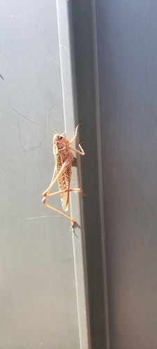 White-faced Bush-cricket