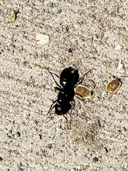 Camponotus pennsylvanicus