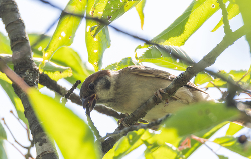 Passer montanus saturatus