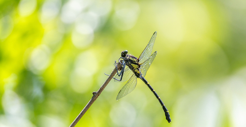 Sieboldius albardae