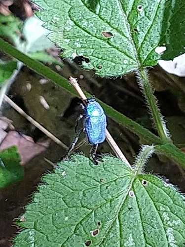 Cerulean Chafer Beetle