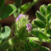 Astragalus sesameus - Photo (c) Emanuele Santarelli, μερικά δικαιώματα διατηρούνται (CC BY-SA), uploaded by Emanuele Santarelli