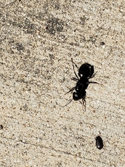 Camponotus pennsylvanicus