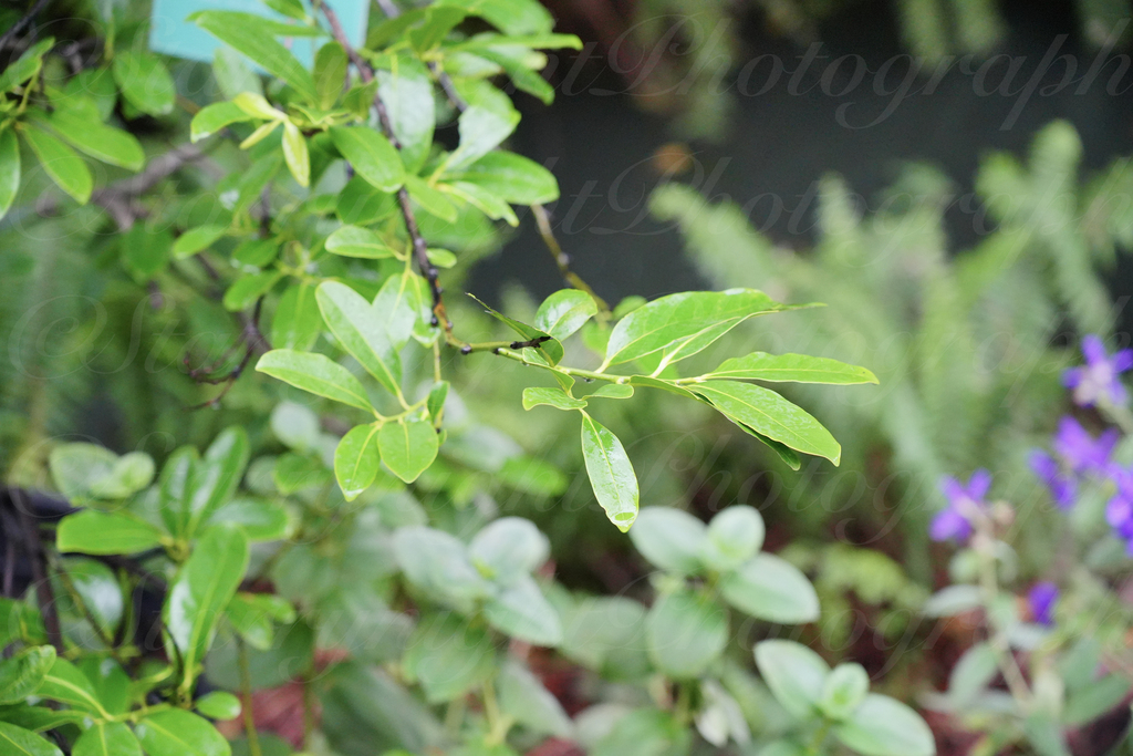 Diospyros heishi (Diospyros heishi)