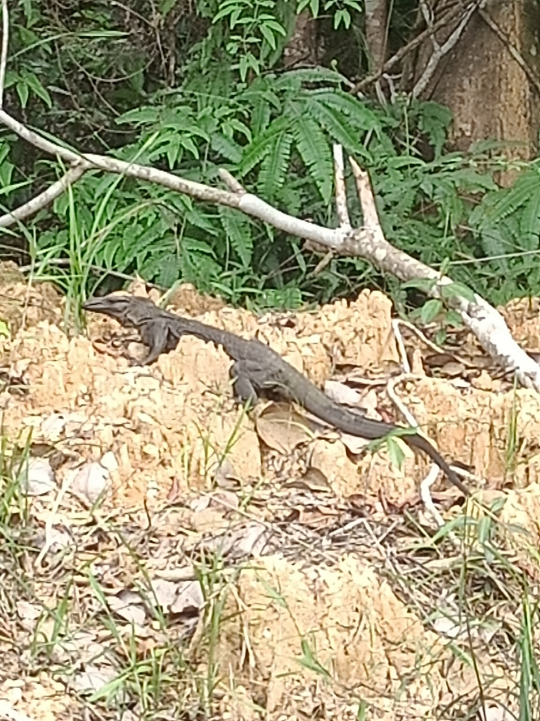Black Roughneck Monitor (Varanus rudicollis)
