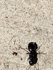 Camponotus pennsylvanicus