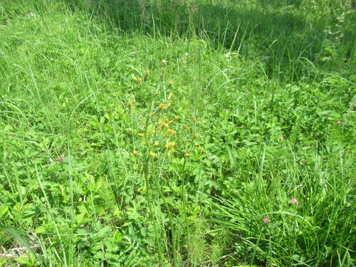 Crepis praemorsa, photograph 5