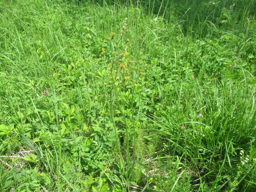 Crepis praemorsa, photograph 4