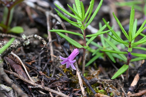Polygonatum hookeri, 2026-06-30